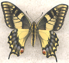 Papilio machaon gorganus male aberrant (Internet Image property of respective owner, non-commercial use only)